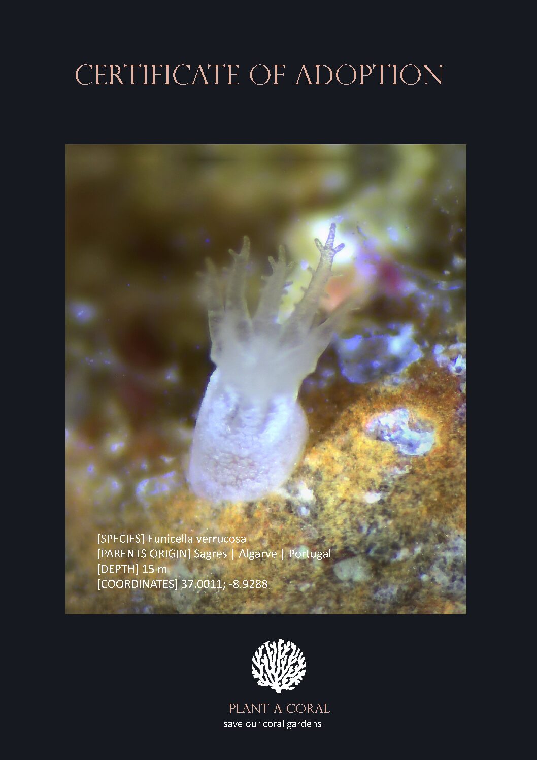 Baby Sea Fan (Eunicella verrucosa)