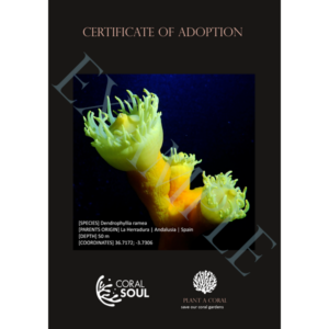 Baby Steinkoralle (Dendrophyllia ramea)