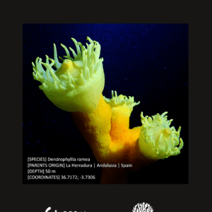 Baby Stony Coral (Dendrophyllia ramea)