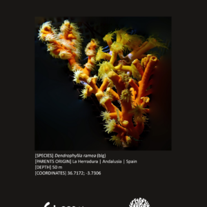 Dendrophyllia ramea (large)