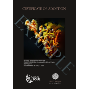 Dendrophyllia ramea (large)