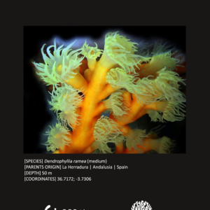 Dendrophyllia ramea (medium)