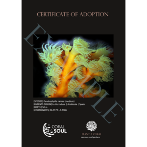 Dendrophyllia ramea (medium)