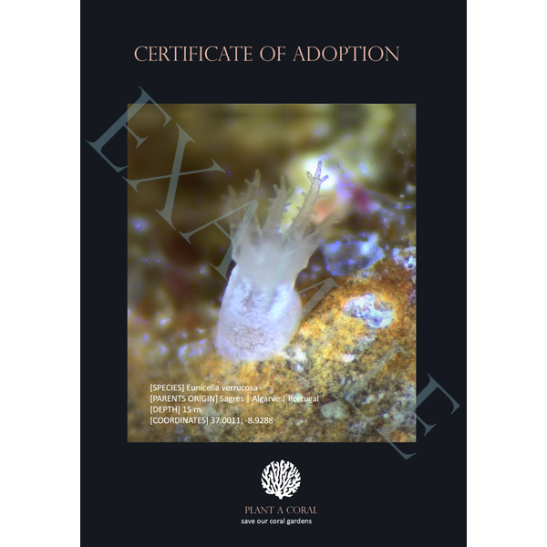 Baby Sea Fan (Eunicella verrucosa)