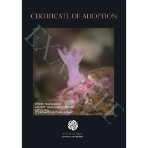 Baby Sea Fan (Paramuricea sp.)